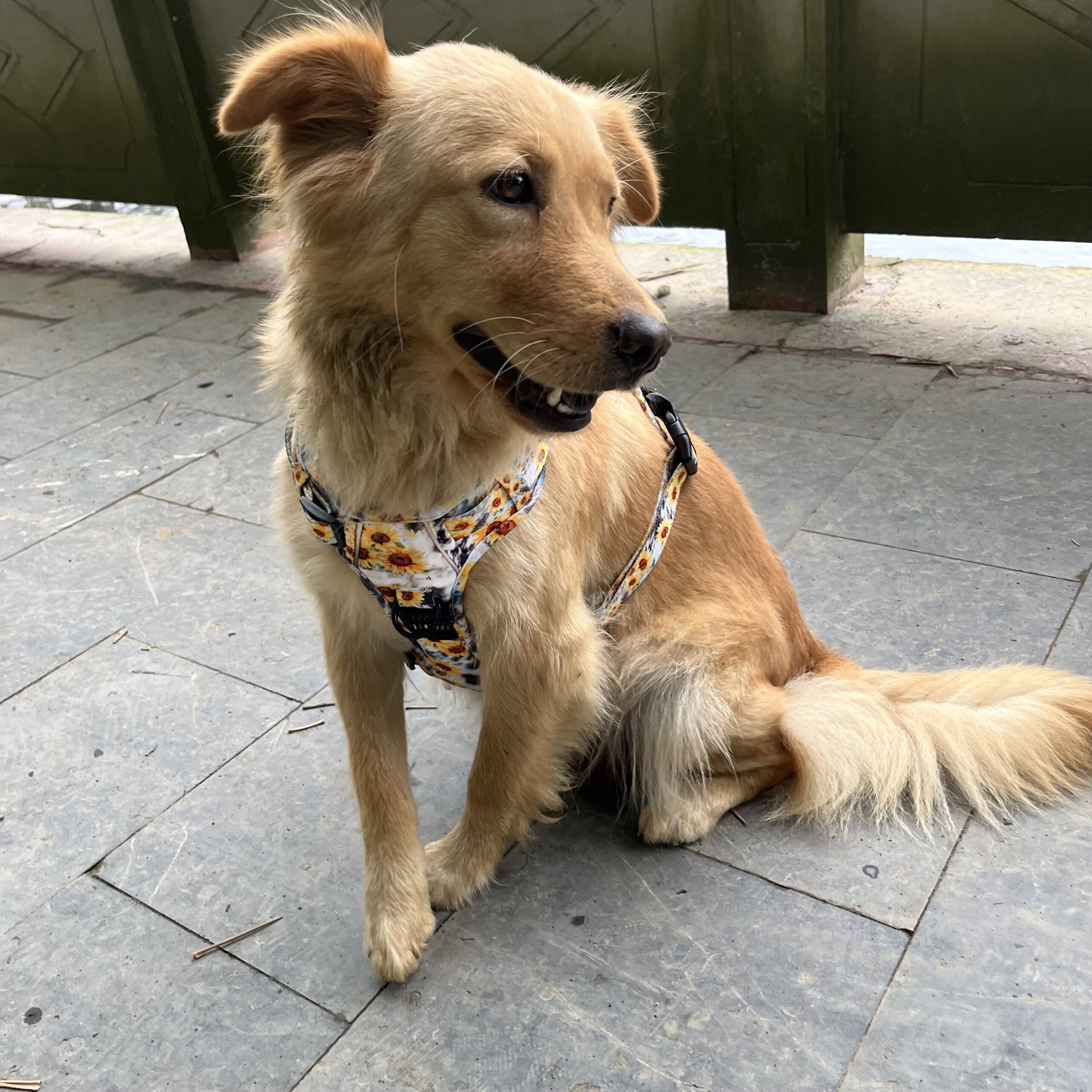 a person checking the fit of a no-pull harness on their dog